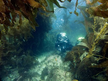 Esmer su yosunu ormanının içinde Scubadiver. Catalina Island, Pasifik Okyanusu, Kaliforniya, ABD.