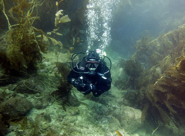 Esmer su yosunu ormanının içinde Scubadiver. Catalina Island, Pasifik Okyanusu, Kaliforniya, ABD.