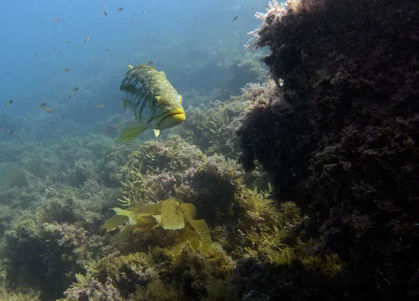 Esmer Yosunu Bas Paralabrax Clathratus Esmer Yosunu Ormanının Catalina Island — Stok fotoğraf