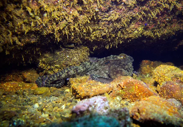 加州双点章鱼章鱼 卡塔利娜岛 加利福尼亚州 Usa — 图库照片