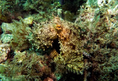 California two-spot ahtapot, ahtapot bimaculoides. Catalina Island, Kaliforniya, ABD.