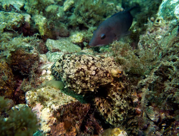 California Two Spot Ahtapot Ahtapot Bimaculoides Catalina Island Kaliforniya Abd — Stok fotoğraf