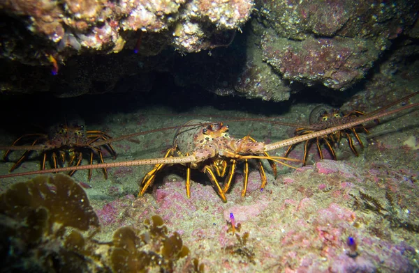 California spiny ıstakoz, Panulirus interruptus. Catalina Island, Pasifik Okyanusu, Kaliforniya, ABD.