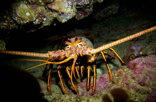 Langosta Espinosa California Panulirus Interruptus Isla Catalina Océano Pacífico California —  Fotos de Stock