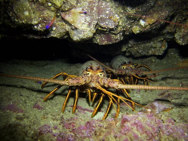 Langosta Espinosa California Panulirus Interruptus Isla Catalina Océano Pacífico California —  Fotos de Stock