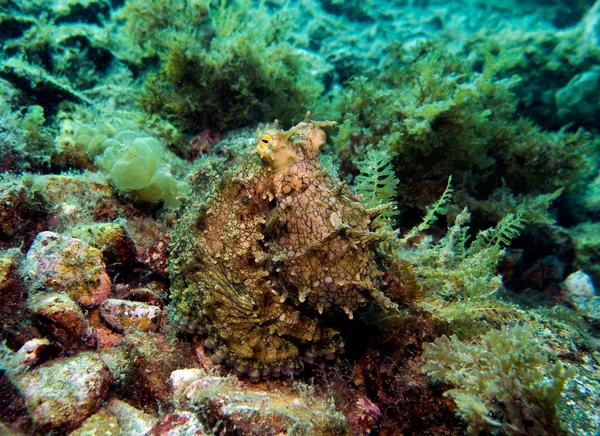 California two-spot ahtapot, ahtapot bimaculoides. Catalina Island, Pasifik Okyanusu, Kaliforniya, ABD. 