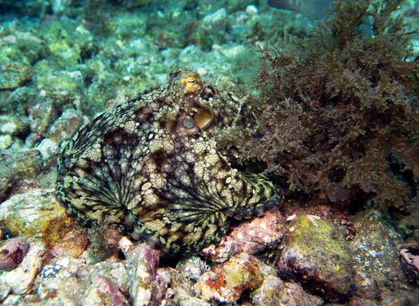California Two Spot Polip Polip Bimaculoides Catalina Szigetén Csendes Óceán — Stock Fotó