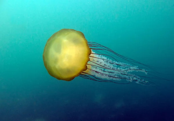 Medusas Ortiga Del Mar Pacífico Chrysaora Fuscescens Pacific Ocean California —  Fotos de Stock