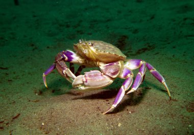 İnce yengeç, kanser Gracilis.Pacific okyanus, Kaliforniya, ABD.