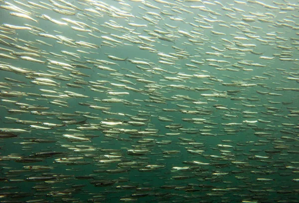 Balıklar Esmer Yosunu Ormanının Okulda Pasifik Okyanusu Kaliforniya Abd — Stok fotoğraf