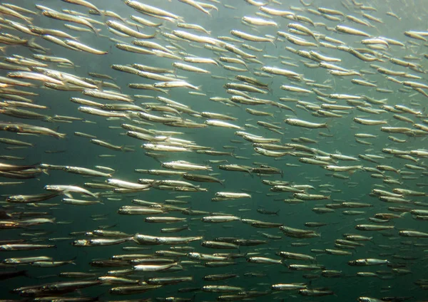 Balıklar Esmer Yosunu Ormanının Okulda Pasifik Okyanusu Kaliforniya Abd — Stok fotoğraf