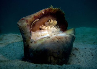 Hindistan cevizi ahtapot, Amphioctopus marginatus. Pattaya Tayland Körfezi.