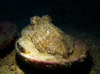 Hindistan cevizi ahtapot, Amphioctopus marginatus. Pattaya Tayland Körfezi.