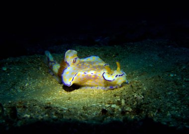 Ceratosoma trilobatum, mutasyon ile omurgasızını. Pattaya Tayland Körfezi.