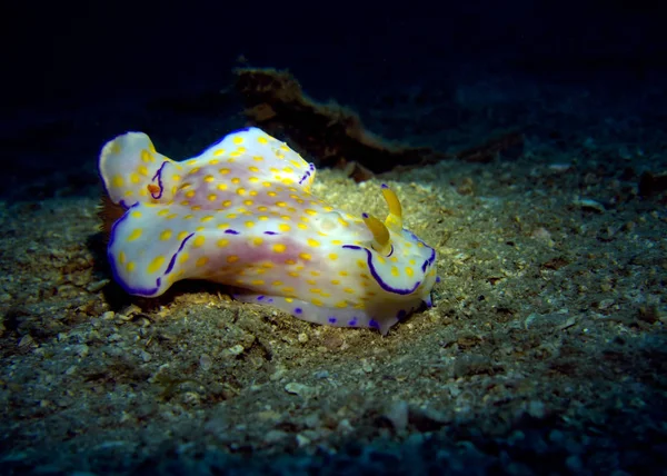 Ceratosoma Trilobatum Nahožábrý Plž Mutací Thajský Záliv Pattaya — Stock fotografie