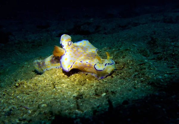 Ceratosoma Trilobatum Nahožábrý Plž Mutací Thajský Záliv Pattaya — Stock fotografie