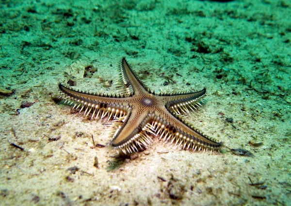 Bintang Laut Bintang Laut Teluk Thailand Pattaya — Stok Foto