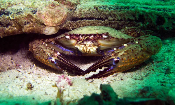 Cangrejo Golfo Tailandia Pattaya — Foto de Stock