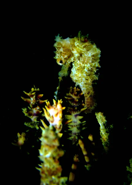 Sea Horse Thaiföldi Öbölben Pattaya — Stock Fotó