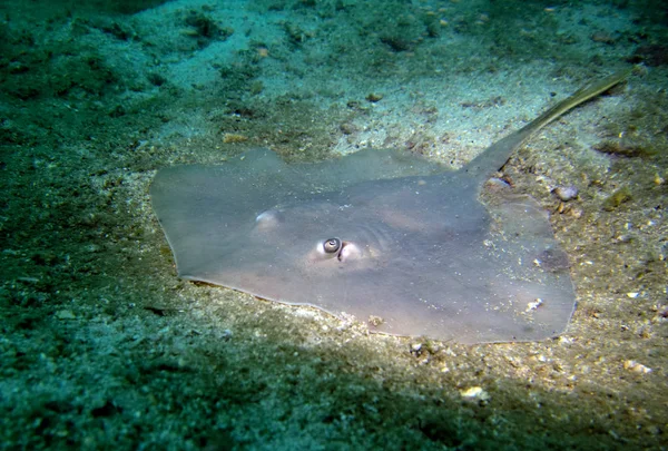 Stingray Gulf Thailand Pattaya — Stockfoto