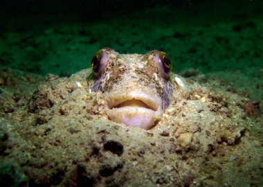 Kirpi balığı. Pattaya Tayland Körfezi.