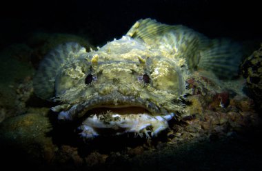 Toadfish, Opsanus tau. Pattaya Tayland Körfezi. 