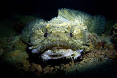 Toadfish, Opsanus tau. Pattaya Tayland Körfezi. 