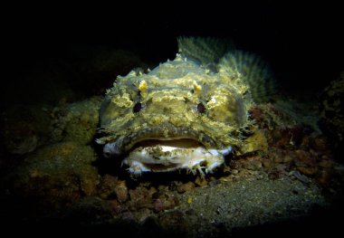 Toadfish, Opsanus tau. Pattaya Tayland Körfezi. 