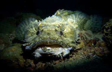 Toadfish, Opsanus tau. Pattaya Tayland Körfezi. 