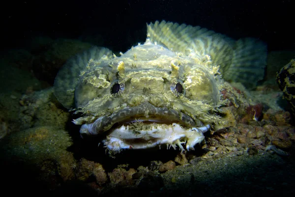 Toadfish, Opsanus tau. Pattaya Tayland Körfezi. 