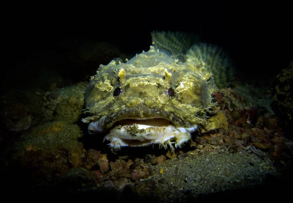 Toadfish Opsanus Tau Golf Van Thailand Pattaya — Stockfoto