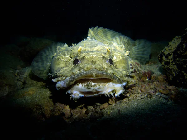 Toadfish, Opsanus tau. Pattaya Tayland Körfezi. 