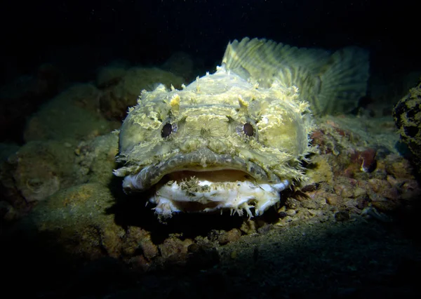 Toadfish, Opsanus tau. Pattaya Tayland Körfezi. 