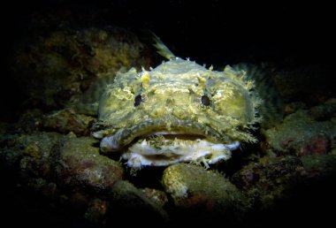 Toadfish, Opsanus tau. Pattaya Tayland Körfezi.