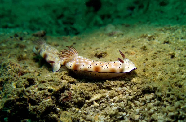 Risbecia Tryoni Nudibranch Golfo Tailandia Pattaya —  Fotos de Stock