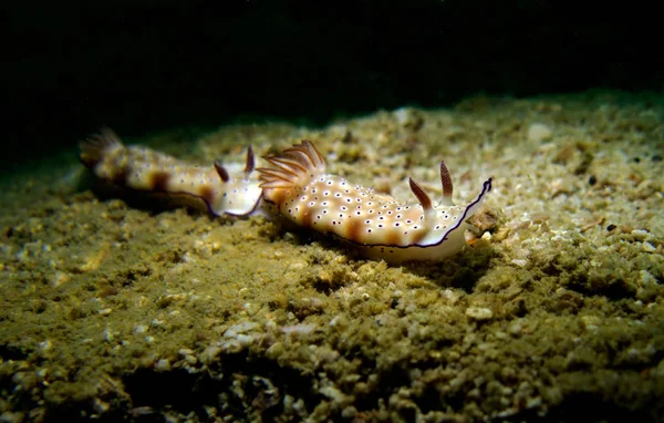 Risbecia Tryoni Nudibranch Golfo Tailandia Pattaya —  Fotos de Stock