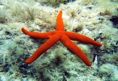 Deniz yıldızı, deniz yıldızı. Akdeniz, Malta.
