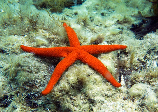 Zeester Sea Star Middellandse Zeegebied Malta — Stockfoto