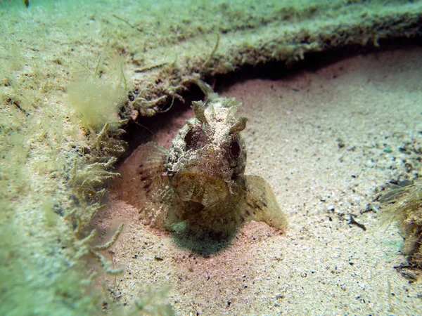 Scorpionfish Scorpaenidae Morze Śródziemne Malta — Zdjęcie stockowe