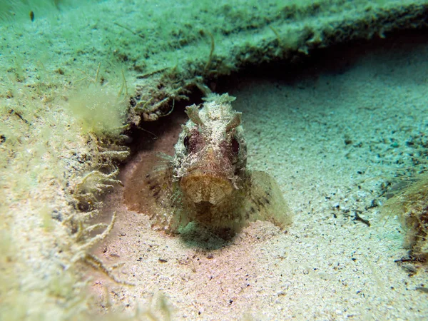 Skorpionfisk Scorpaenidae Medelhavsområdet Malta — Stockfoto