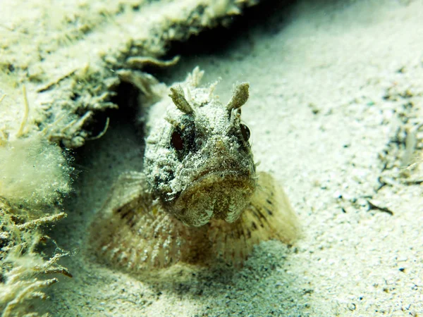 Scorpionfish Scorpaenidae Середземномор — стокове фото