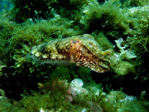 Inktvis Koppotigen Weekdier Sepia Middellandse Zeegebied Malta — Stockfoto