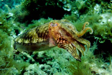 Mürekkep balığı, sepya, kafadanbacaklı yumuşakça. Akdeniz, Malta.