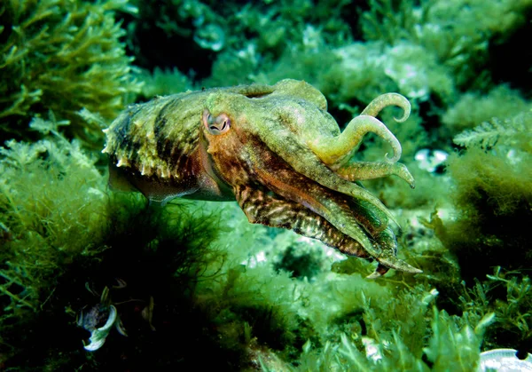 Seppie Seppia Molluschi Cefalopodi Mediterraneo Malta — Foto Stock