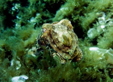 Mürekkep balığı, sepya, kafadanbacaklı yumuşakça. Akdeniz, Malta.