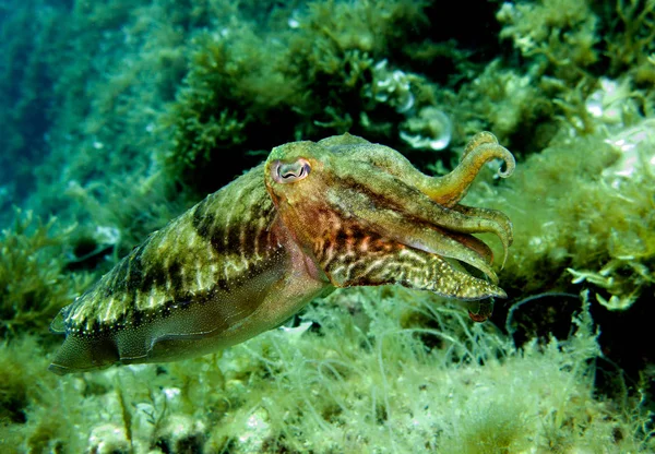 Cuttlefish Sepia Cefalópode Molusco Mediterrâneo Malta — Fotografia de Stock