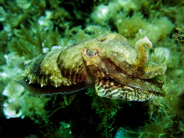 Mürekkep balığı, sepya, kafadanbacaklı yumuşakça. Akdeniz, Malta.