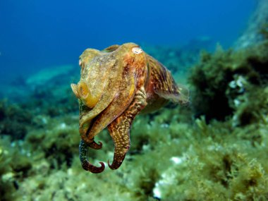 Mürekkep balığı, sepya, kafadanbacaklı yumuşakça. Akdeniz, Malta.