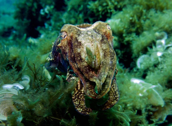 Mürekkep Balığı Sepya Kafadanbacaklı Yumuşakça Akdeniz Malta — Stok fotoğraf