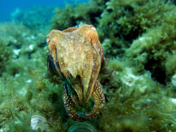 Cuttlefish Sepia Cefalópode Molusco Mediterrâneo Malta — Fotografia de Stock